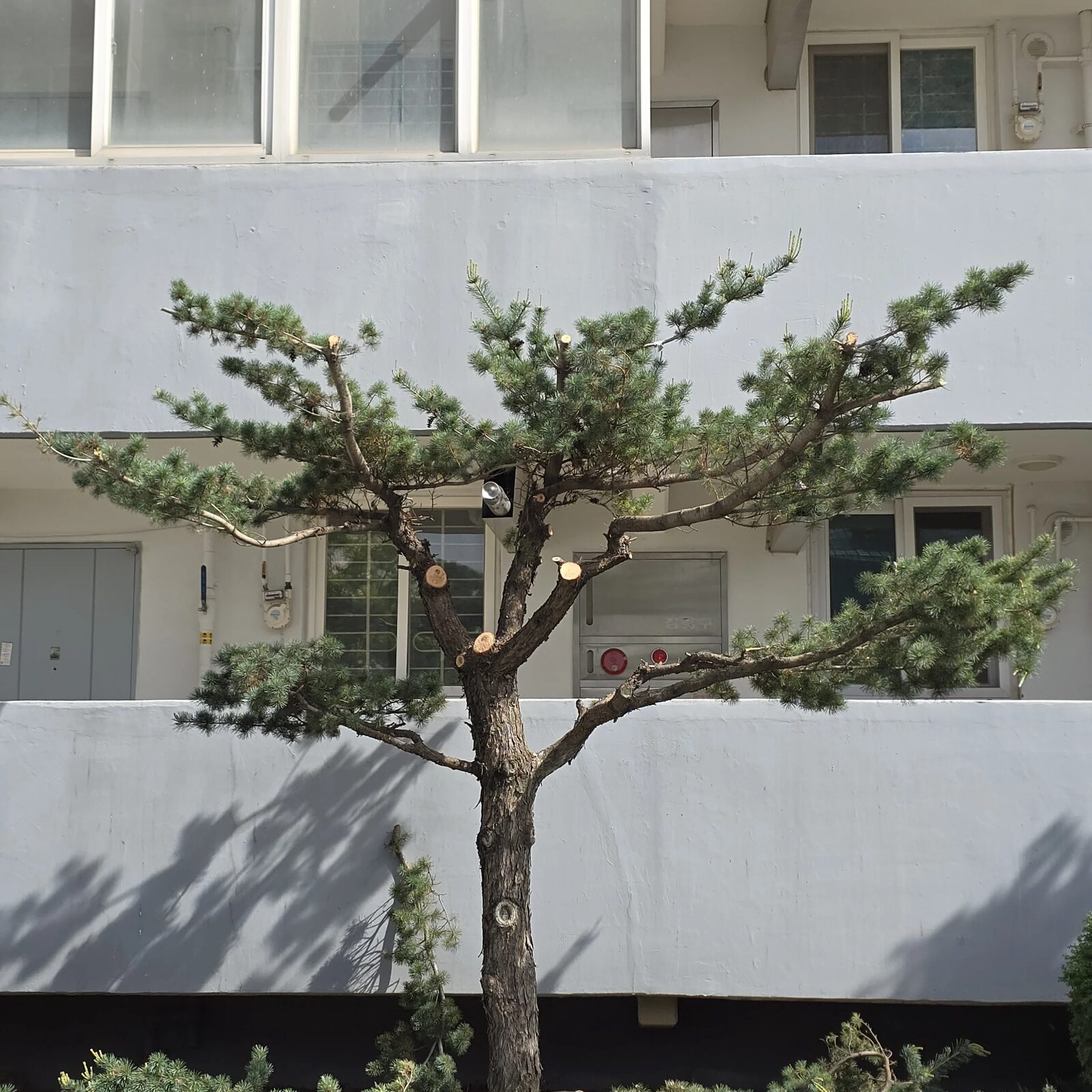 시공 후 - 안산 주택 마당 고사목·웃자람 가지 전지·벌목 시공 집사홈