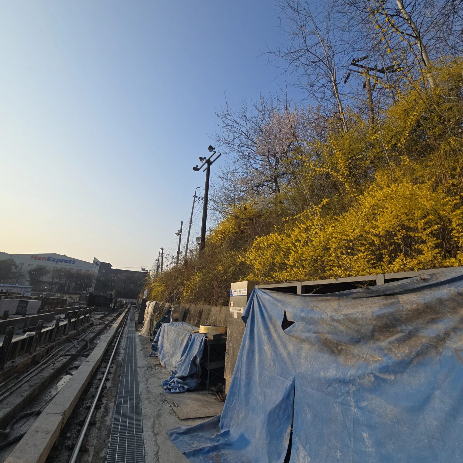 시공 전 - 용인 단독주택 마당 나무 전지·벌목 — 과하게 자란 가지 정리와 고사목 제거 집사홈