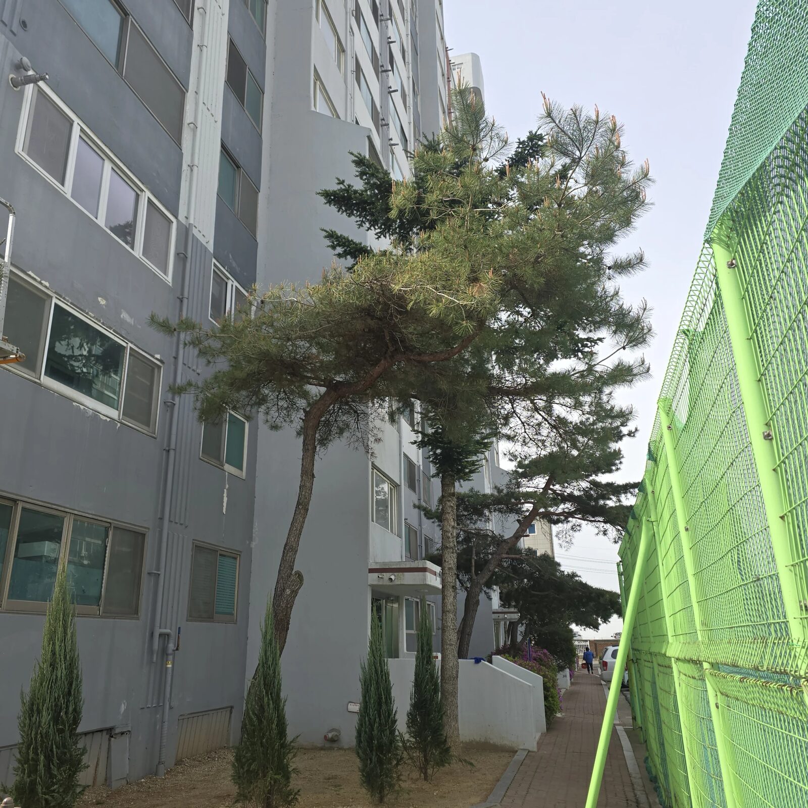 시공 전 - 양천 주택 마당 나무 전지·벌목 — 30년 묵은 가지가 지붕까지 뻗었을 때 집사홈
