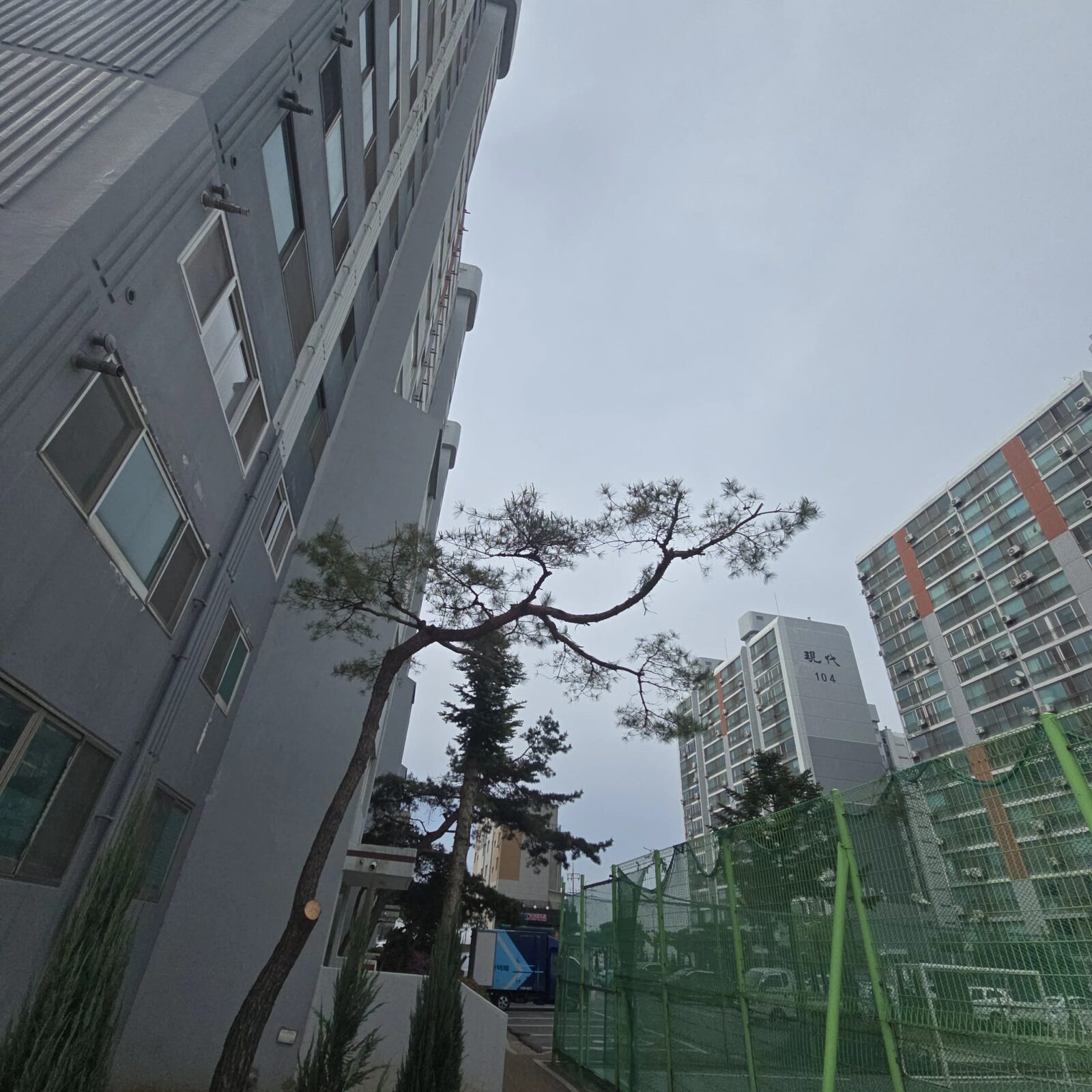시공 후 - 양천 주택 마당 나무 전지·벌목 — 30년 묵은 가지가 지붕까지 뻗었을 때 집사홈